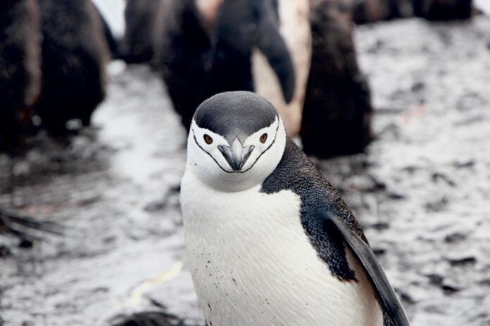 Пингвины используют диалекты