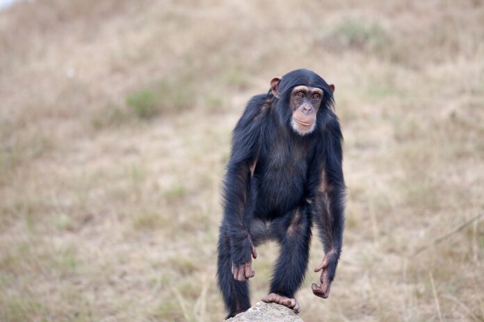 Шимпанзе, обезьяна